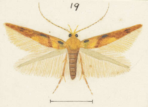 Image of Stathmopoda distincta Philpott 1923