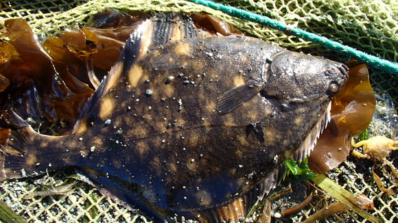 Image of Starry Flounder