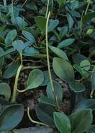 Image of spoonleaf peperomia