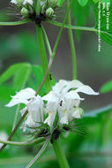Image of <i>Lamium album</i>