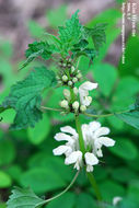 Image of <i>Lamium album</i>