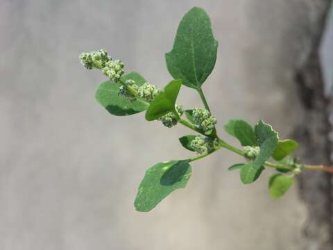 Plancia ëd Chenopodium opulifolium Schrader