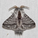 Image of Tolype distincta French 1890