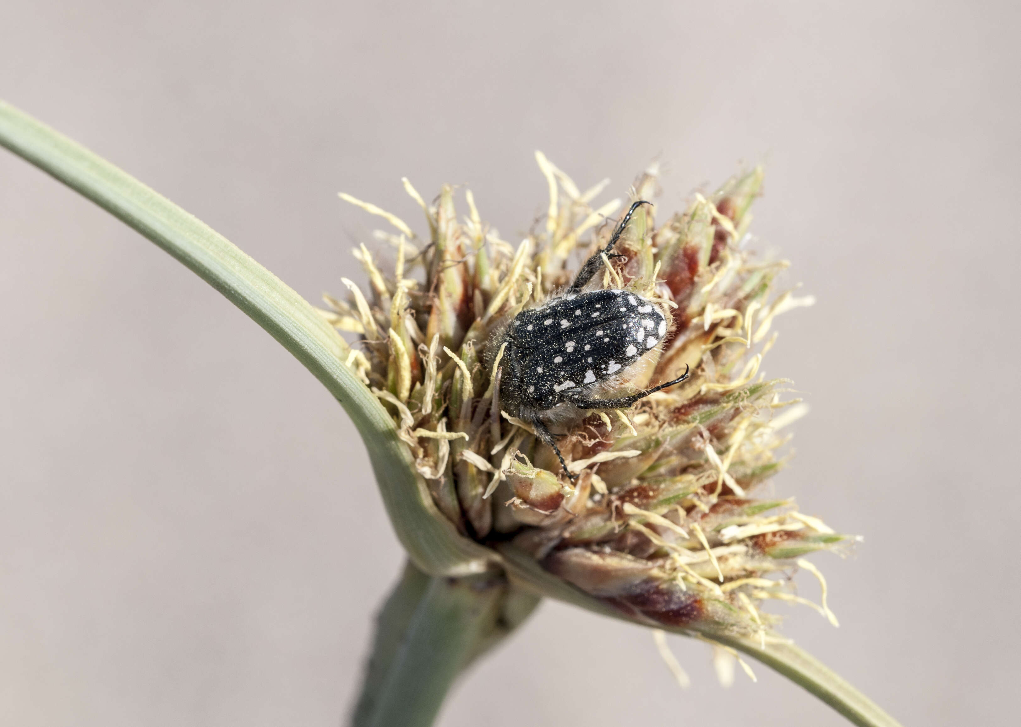 Image de Cyperus capitatus Vand.