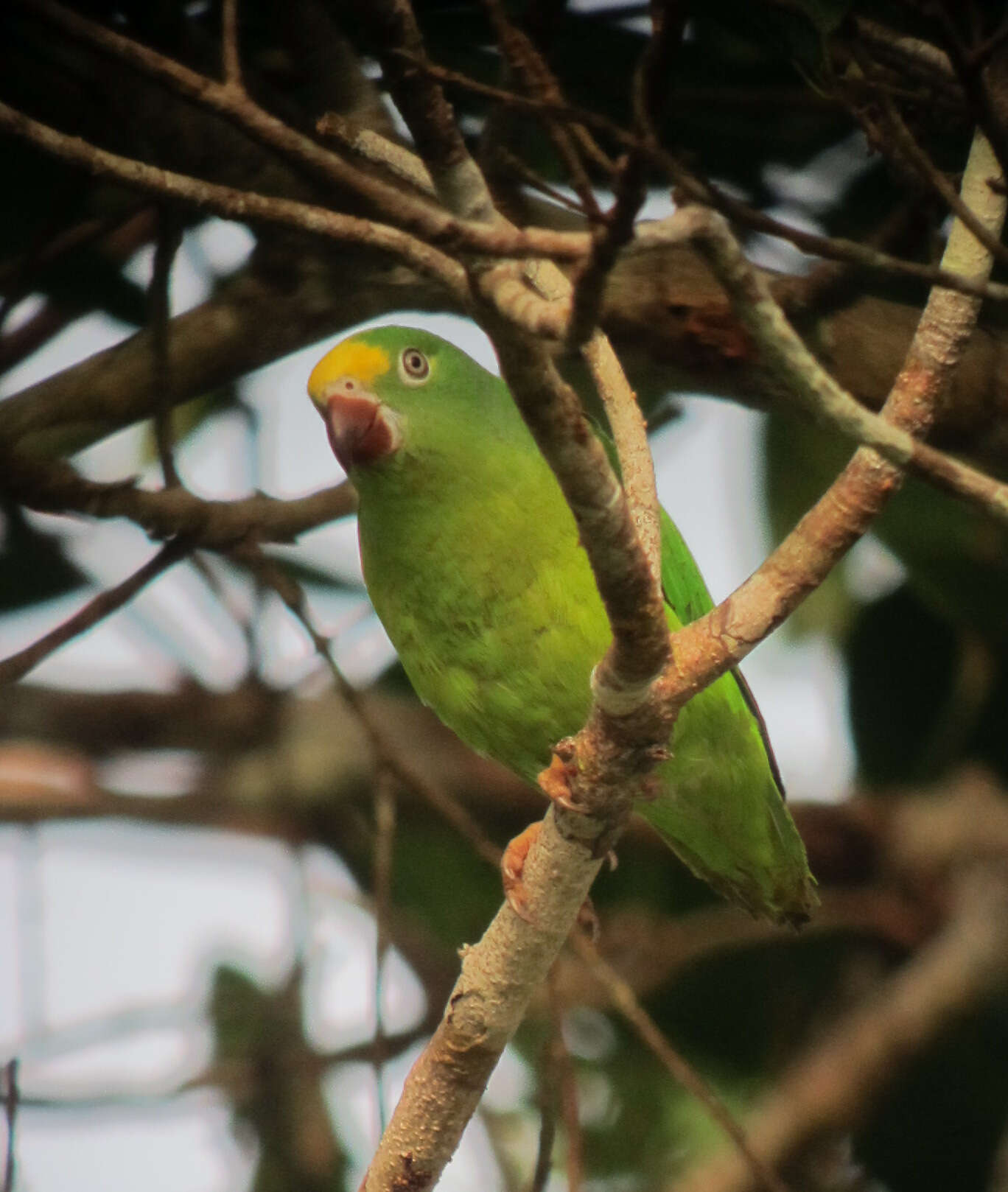 Image of Tui Parakeet