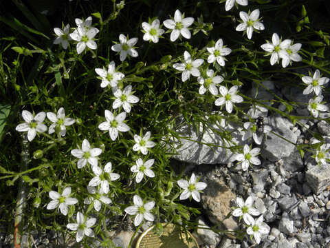 Imagem de Sabulina verna subsp. verna