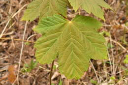 Imagem de Acer pseudoplatanus L.