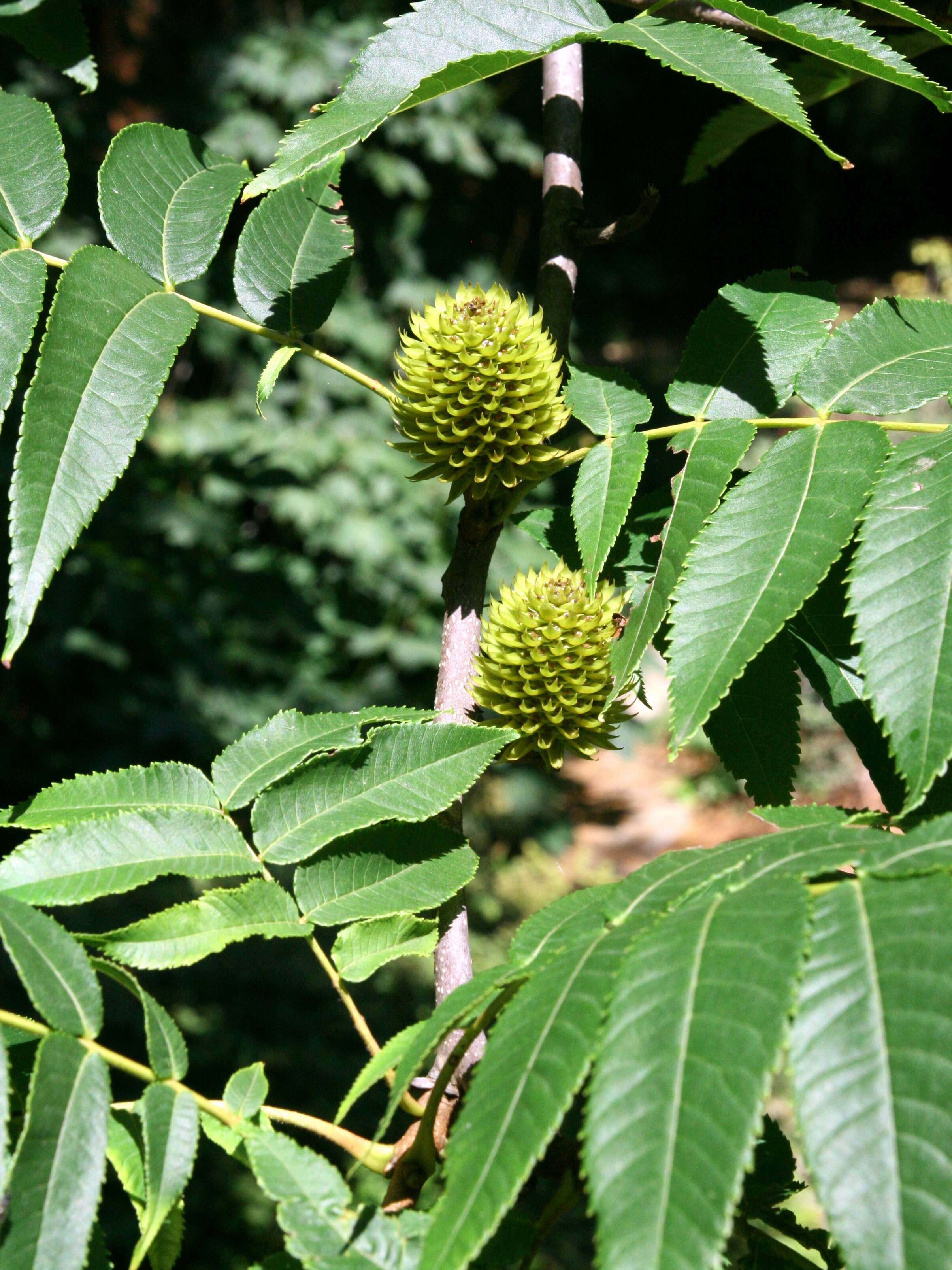 Image of Platycarya