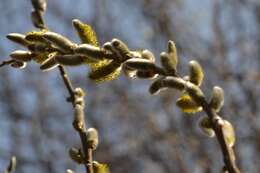 Imagem de Salix cinerea L.