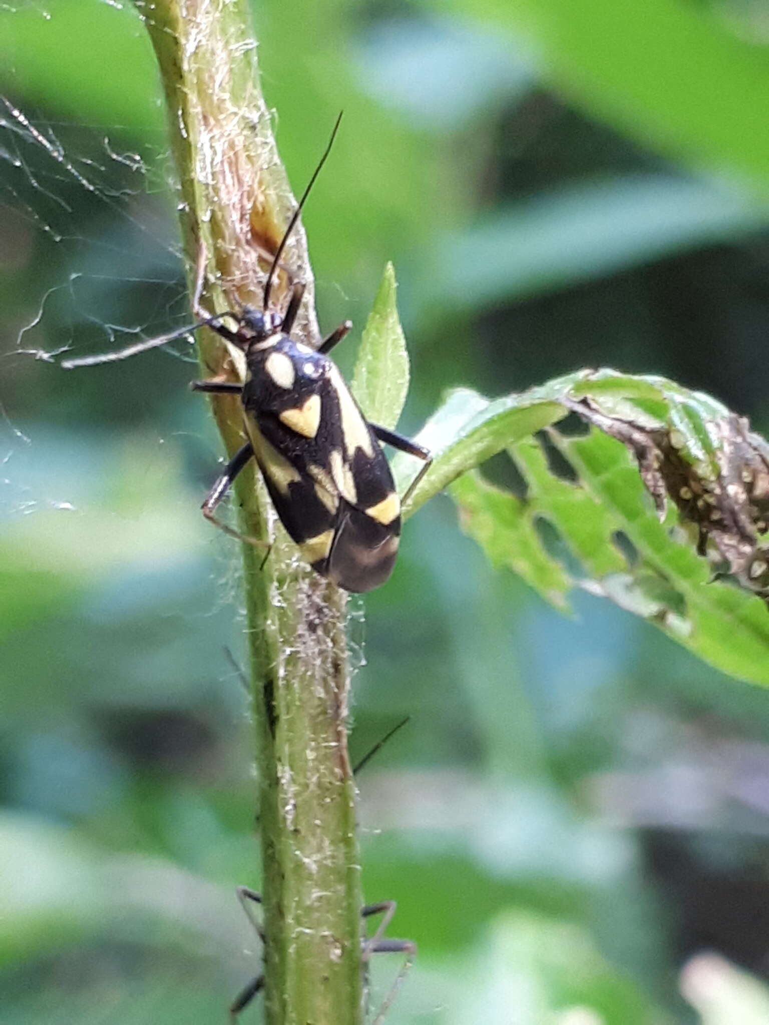 Image of Grypocoris sexguttatus (Fabricius 1777)