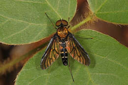 Image of Golden-backed Snipe Fly