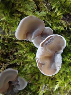 Image of Auricularia mesenterica (Dicks.) Pers. 1822