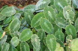 Image of Colocasia fallax Schott