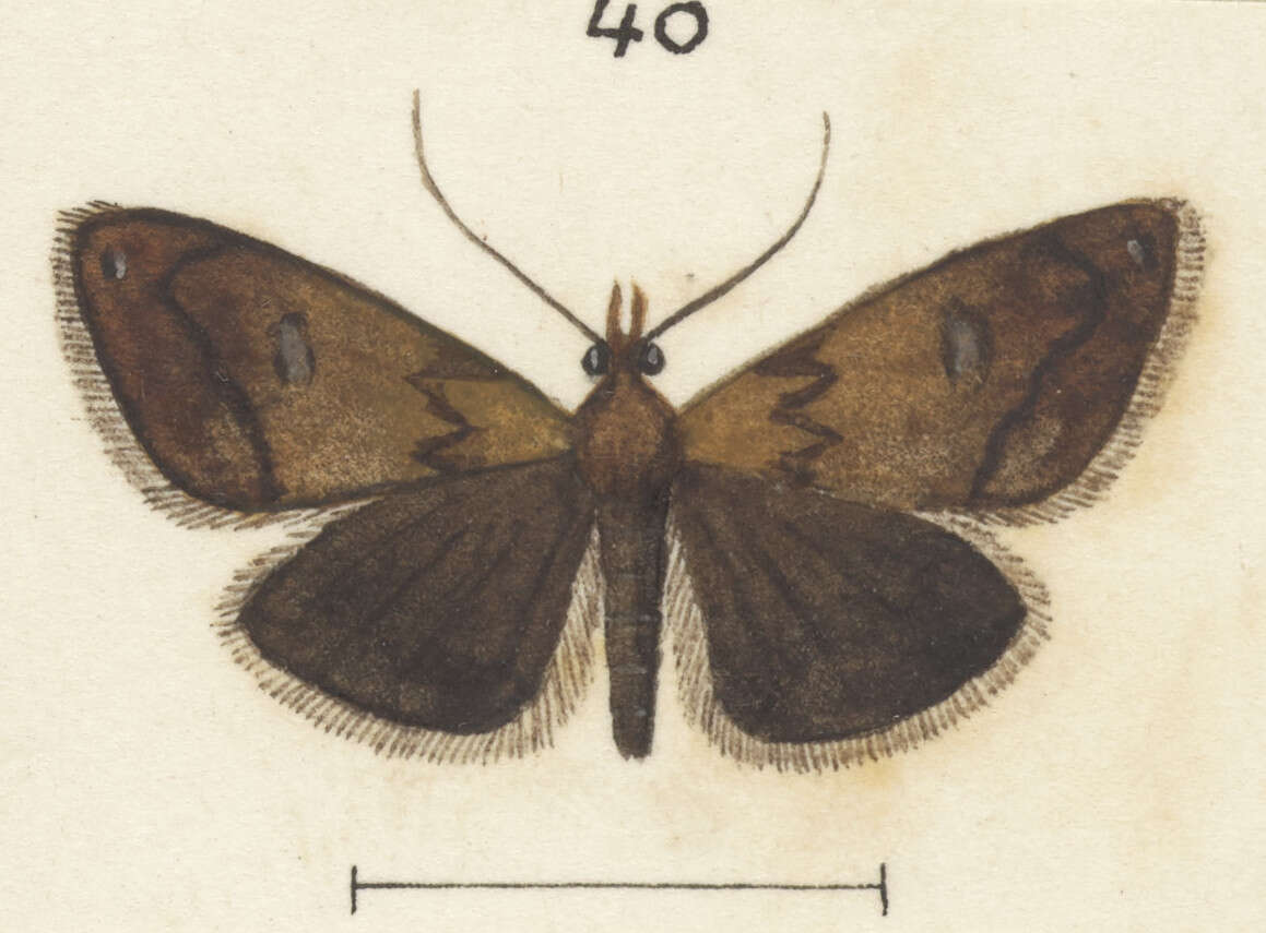 Image of Glaucocharis epiphaea Meyrick 1885