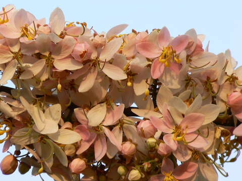 Image of Cassia bakeriana Craib