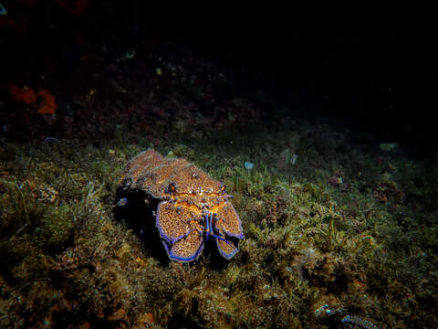 Image of Mediterranean Slipper Lobster