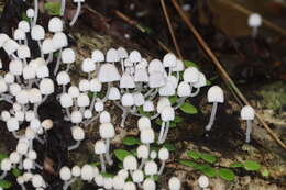 Image of Trooping Inkcaps