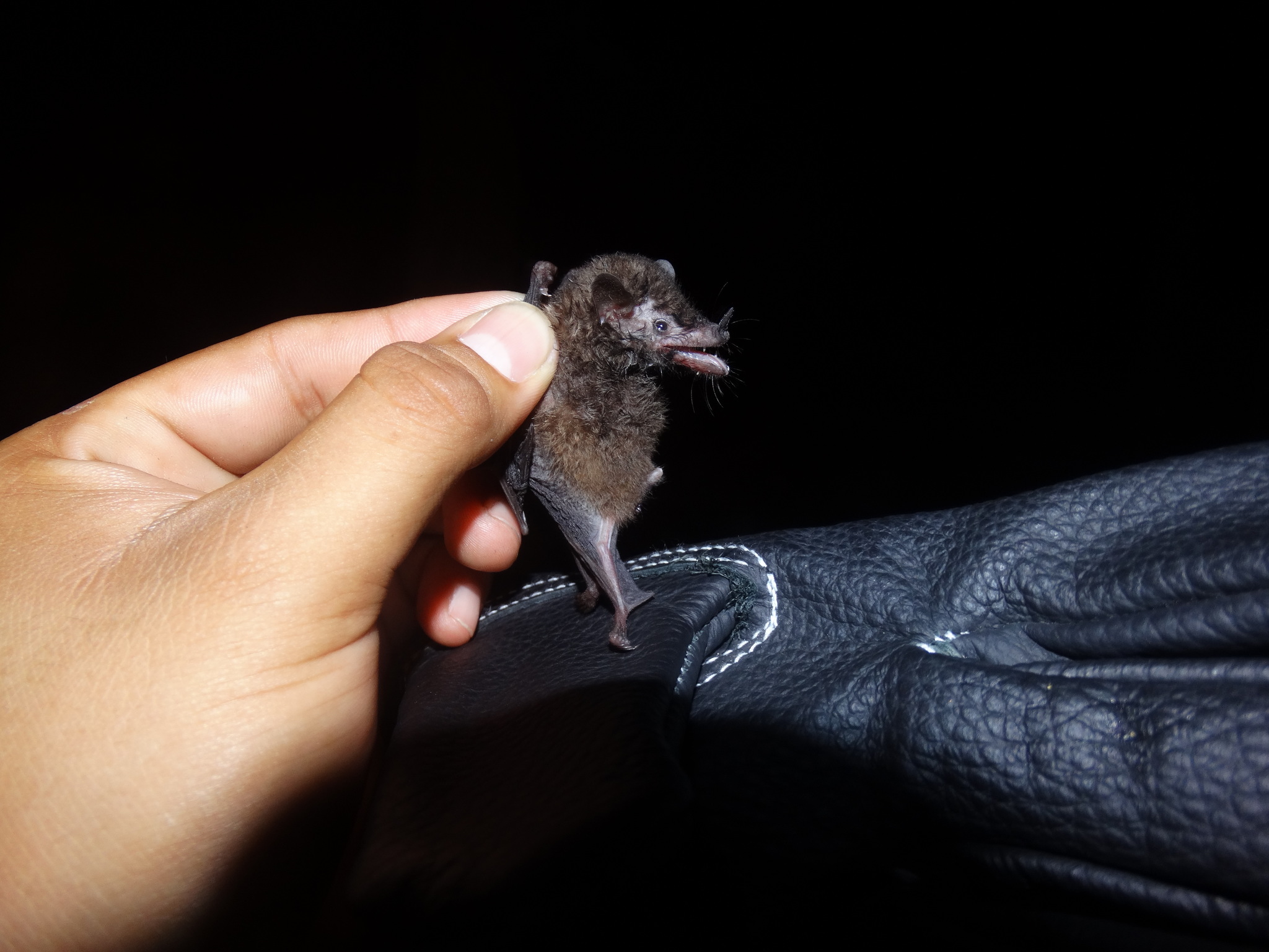 Underwood’s Long-Tongued Bat