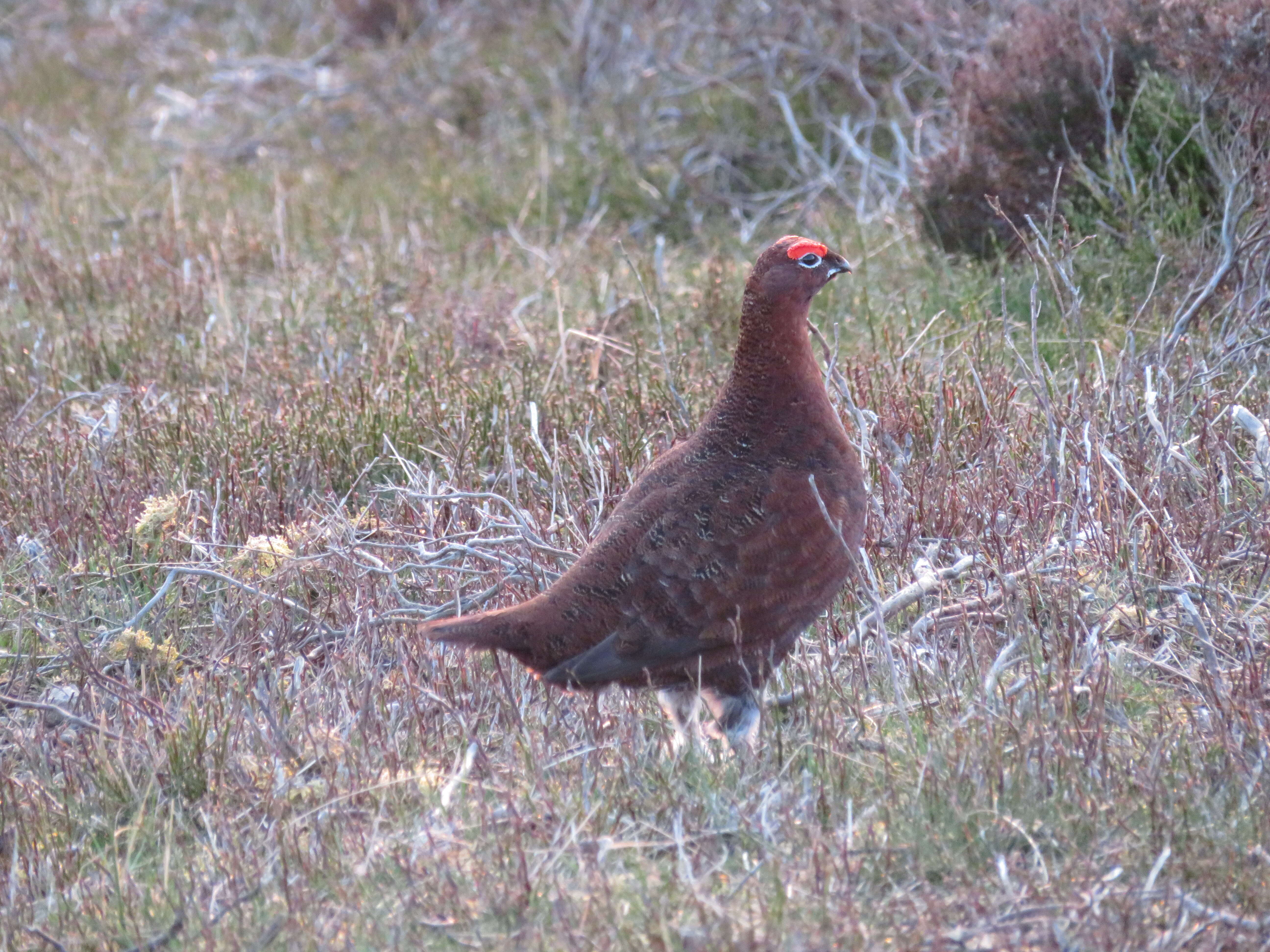 Image of Red Grouse