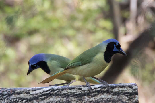 Image of Green Jay