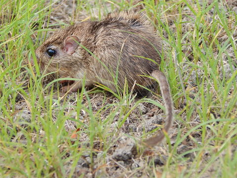 18.https www inaturalist org photos 2761097.580x360