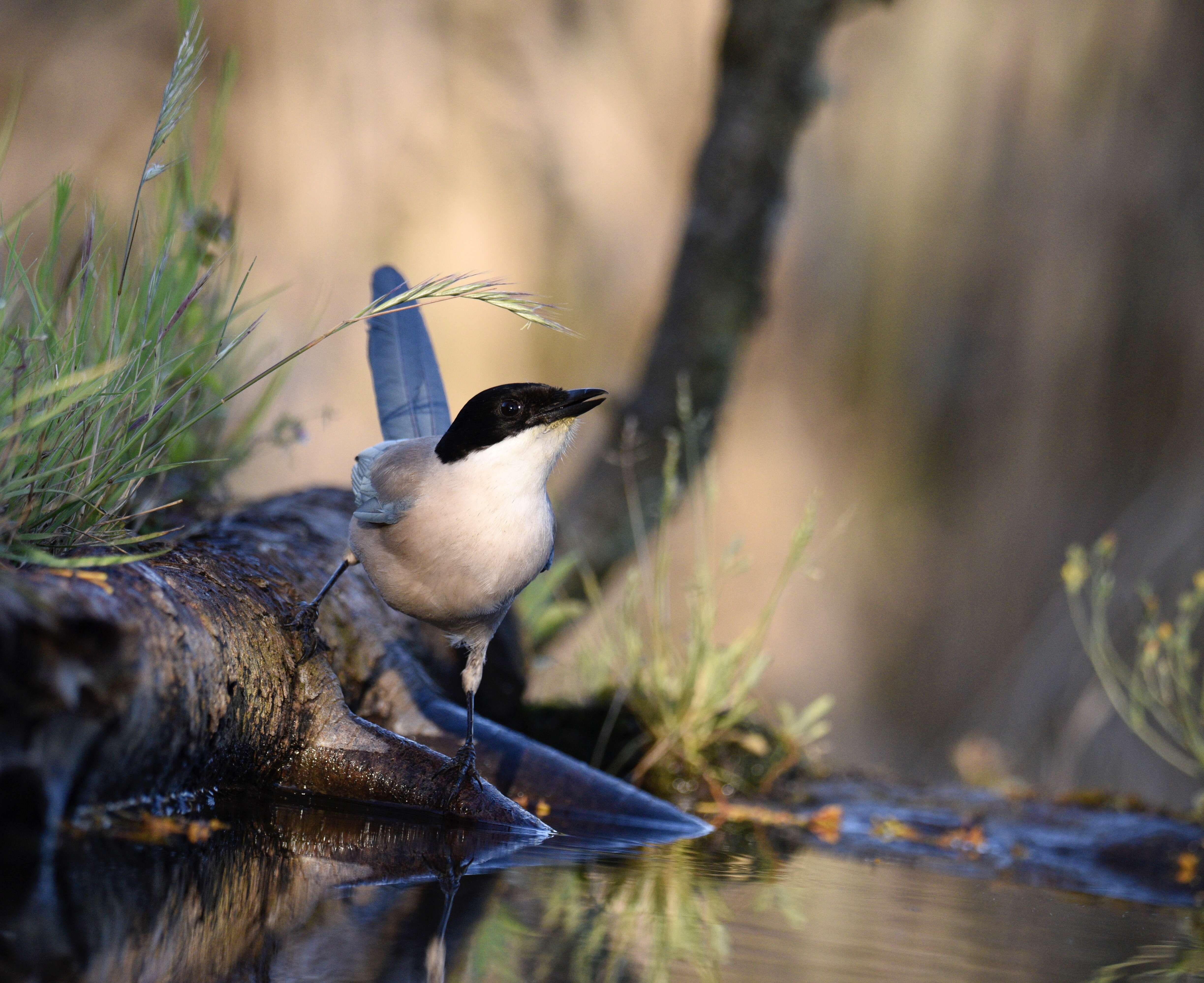 Image of Iberian Magpie