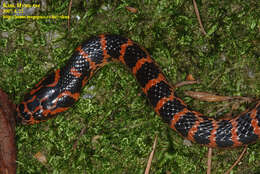 Image of Red-banded Snake