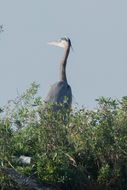 Image of Great blue heron