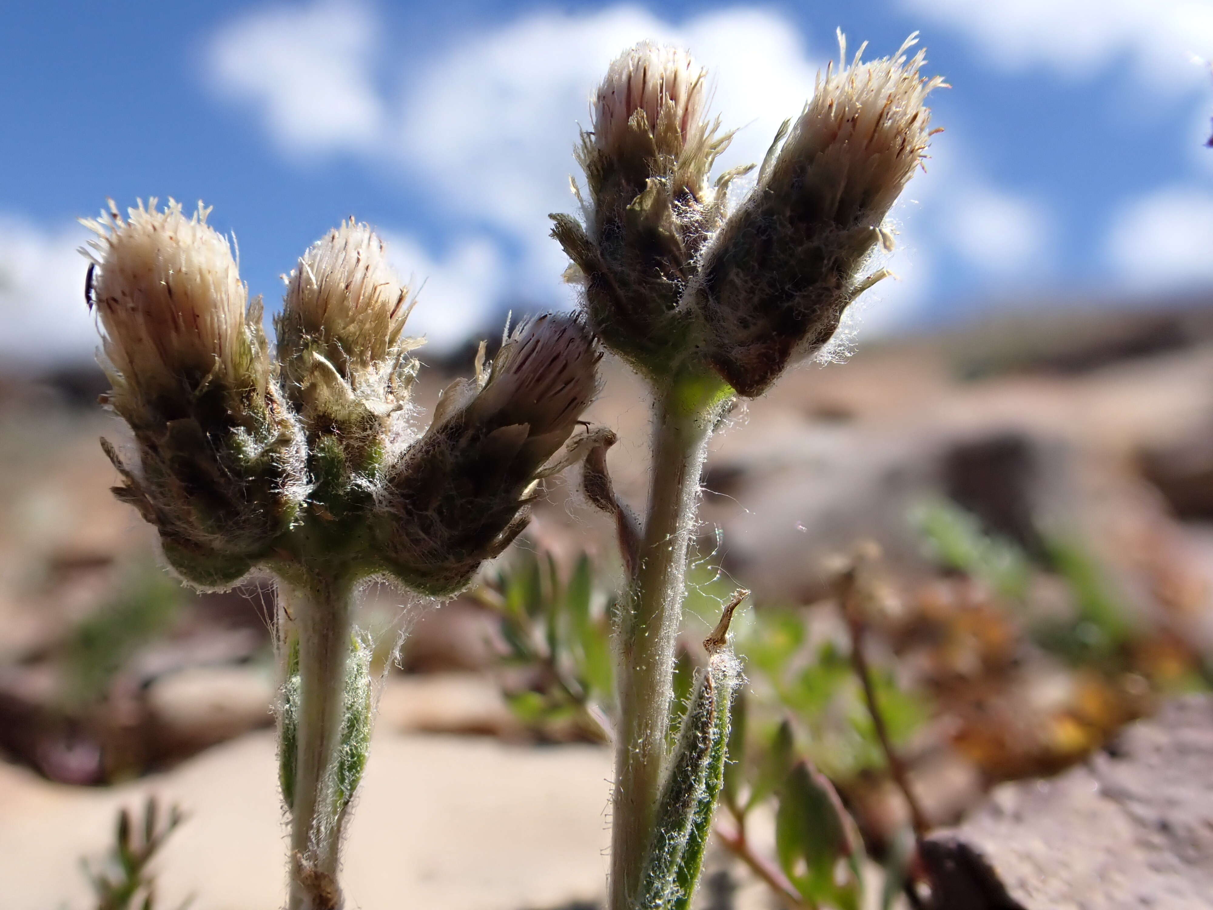 Imagem de Antennaria aromatica E. F. Evert