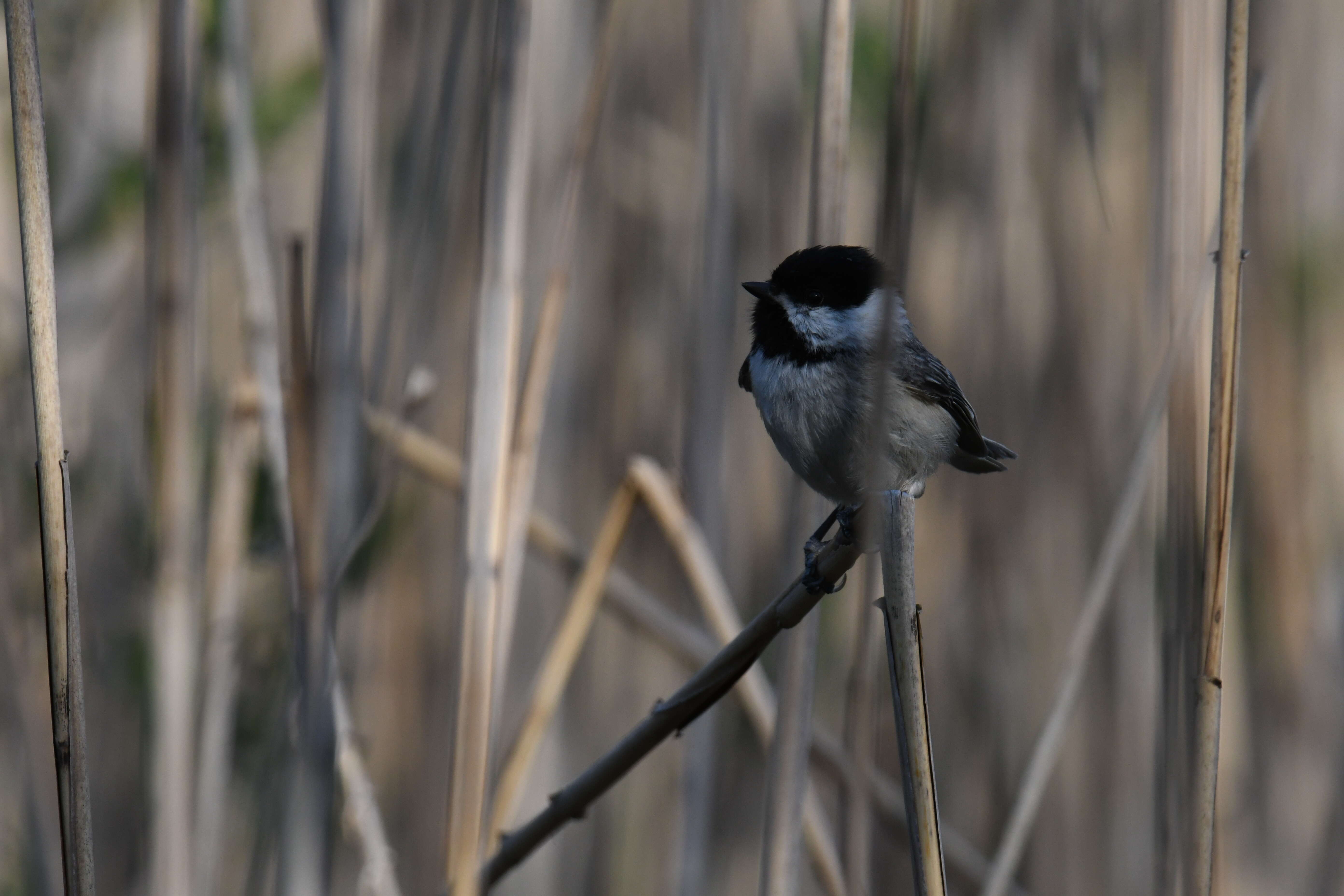 Image of Carolina Chickadee