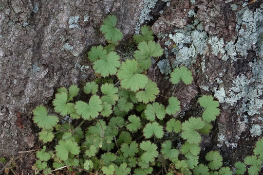 Image of <i>Hydrocotyle <i>moschata</i></i> moschata