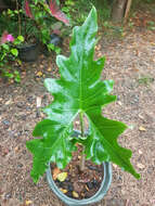 Image of Alocasia nycteris Medecilo, G. C. Yao & Madulid