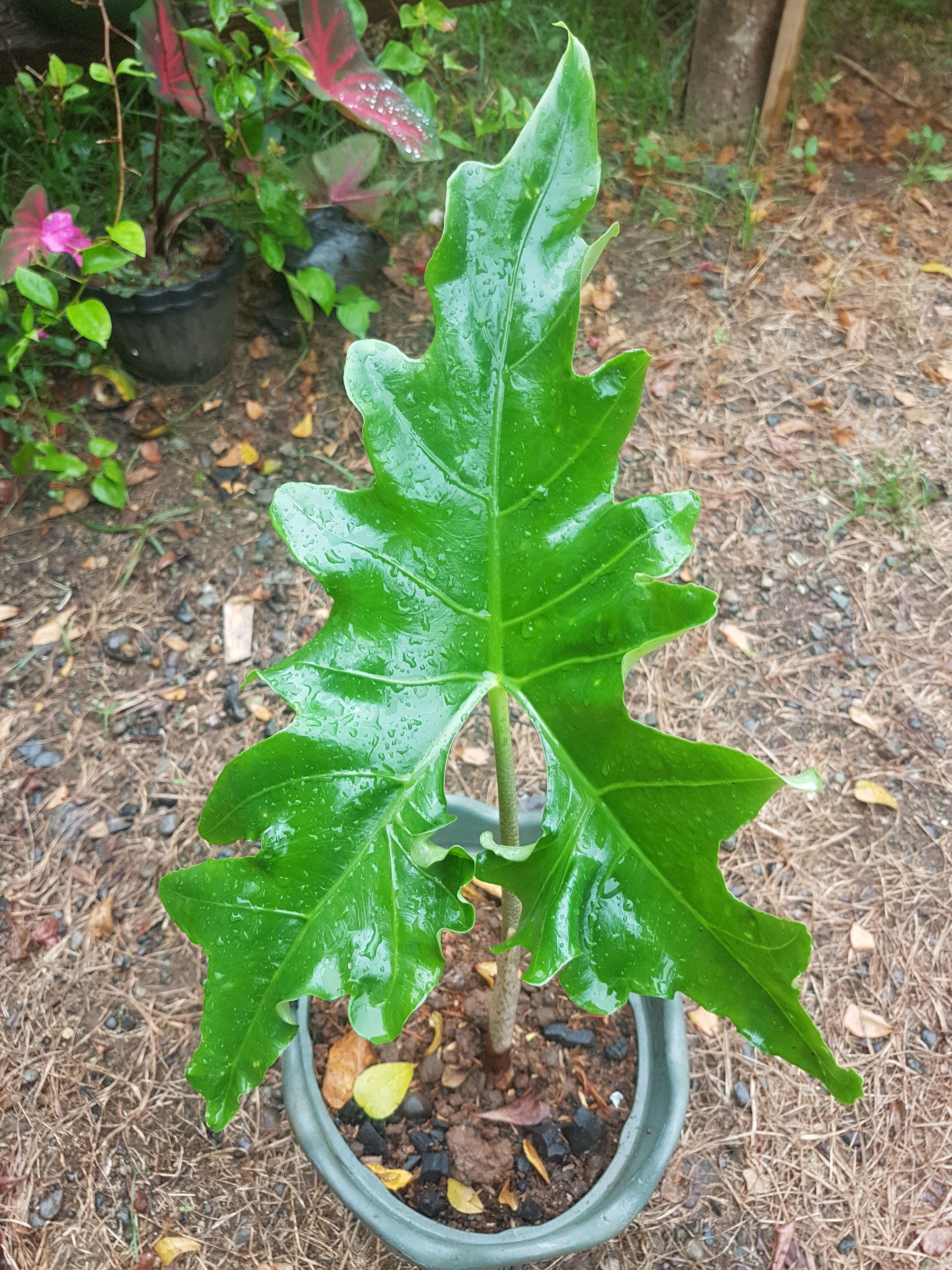 Sivun Alocasia nycteris Medecilo, G. C. Yao & Madulid kuva