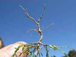 Image of French flax