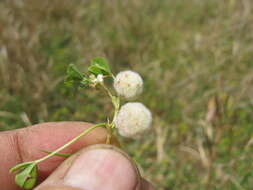 Image of woolly clover