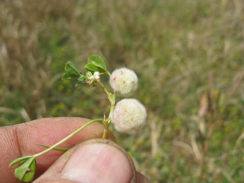 Image of woolly clover