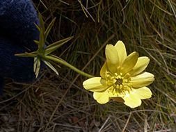 Image of <i>Ranunculus verticillatus</i>
