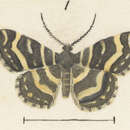 Image of Notoreas isoleuca Meyrick 1897