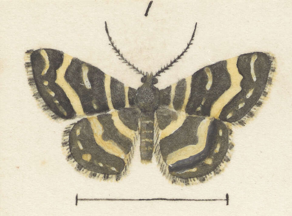 Image of Notoreas isoleuca Meyrick 1897