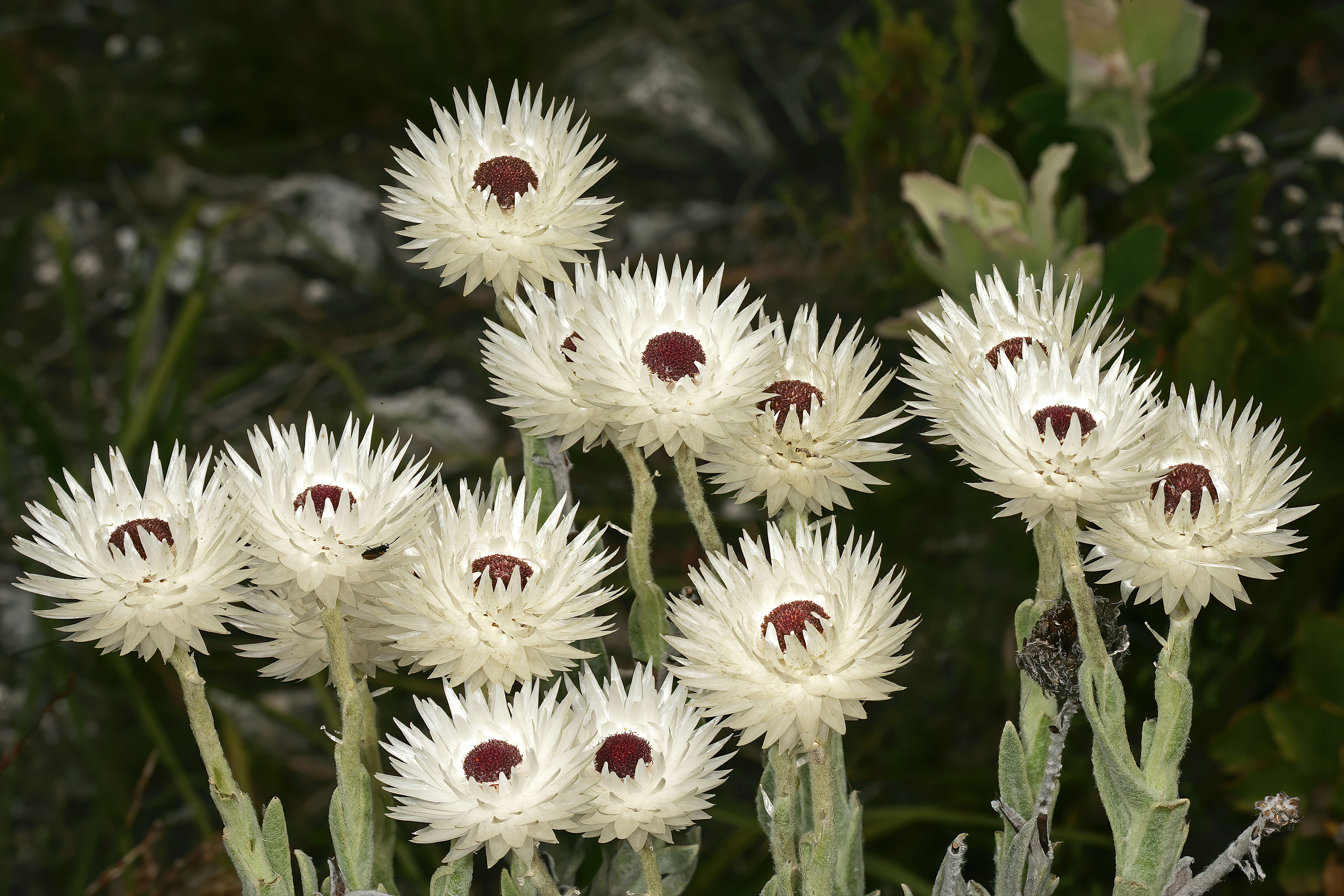 Image of Syncarpha vestita (L.) B. Nord.