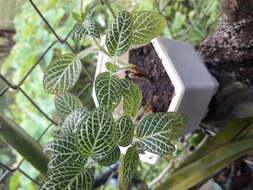 Fittonia albivenis (Lindl. ex Veitch) R. K. Brummitt resmi