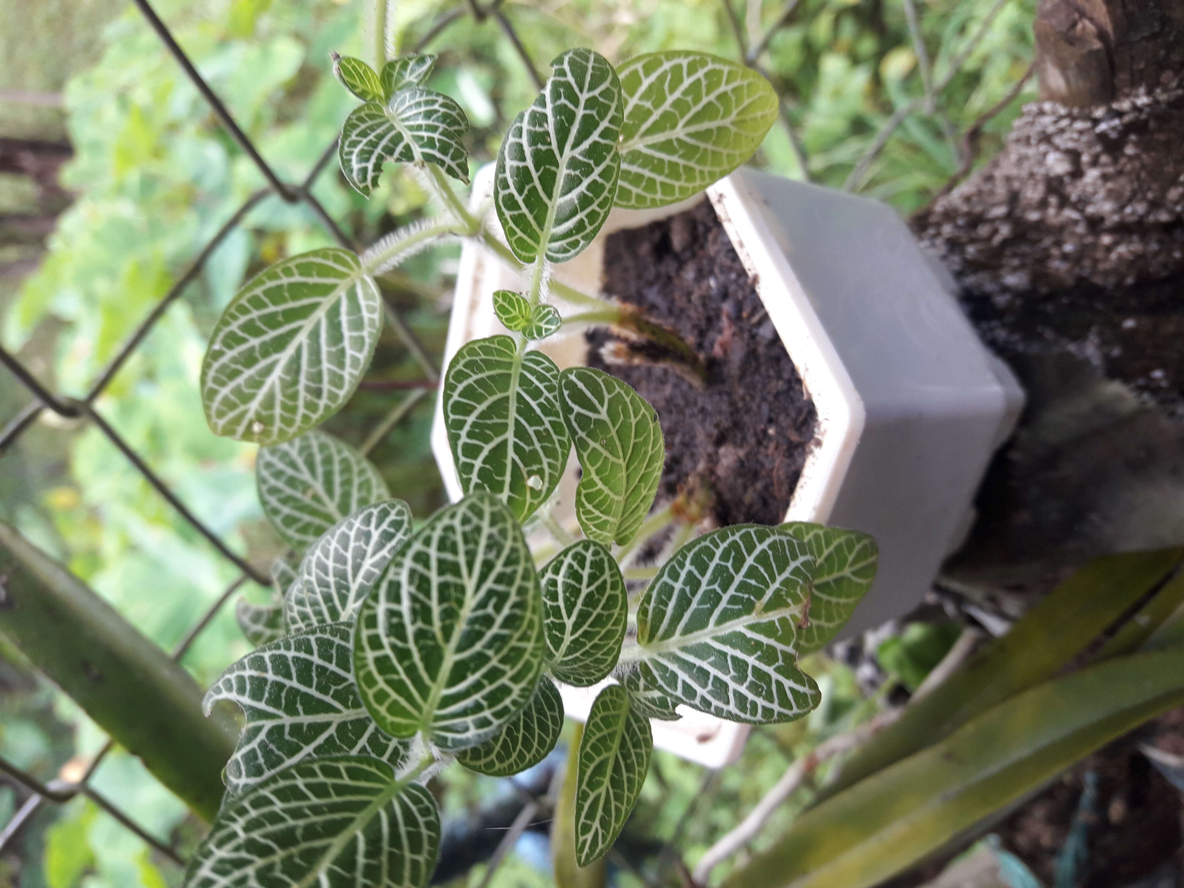 Fittonia albivenis (Lindl. ex Veitch) R. K. Brummitt resmi