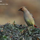 Image of Japanese Waxwing
