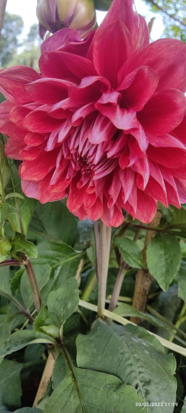 Image of pinnate dahlia