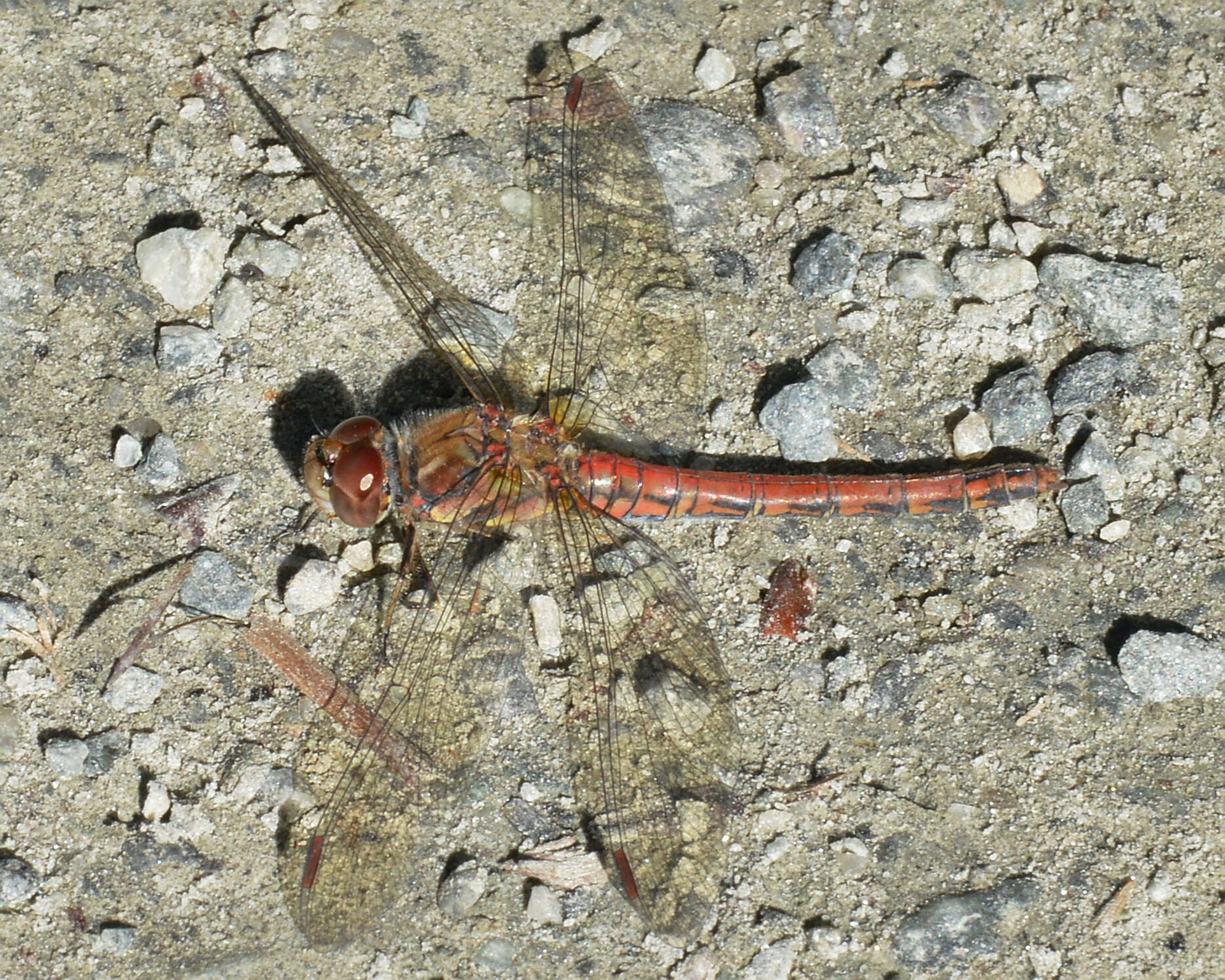 Image of Common Darter