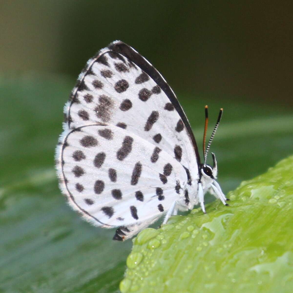 Image of Forest Pierrot
