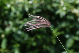 Image of swollen fingergrass