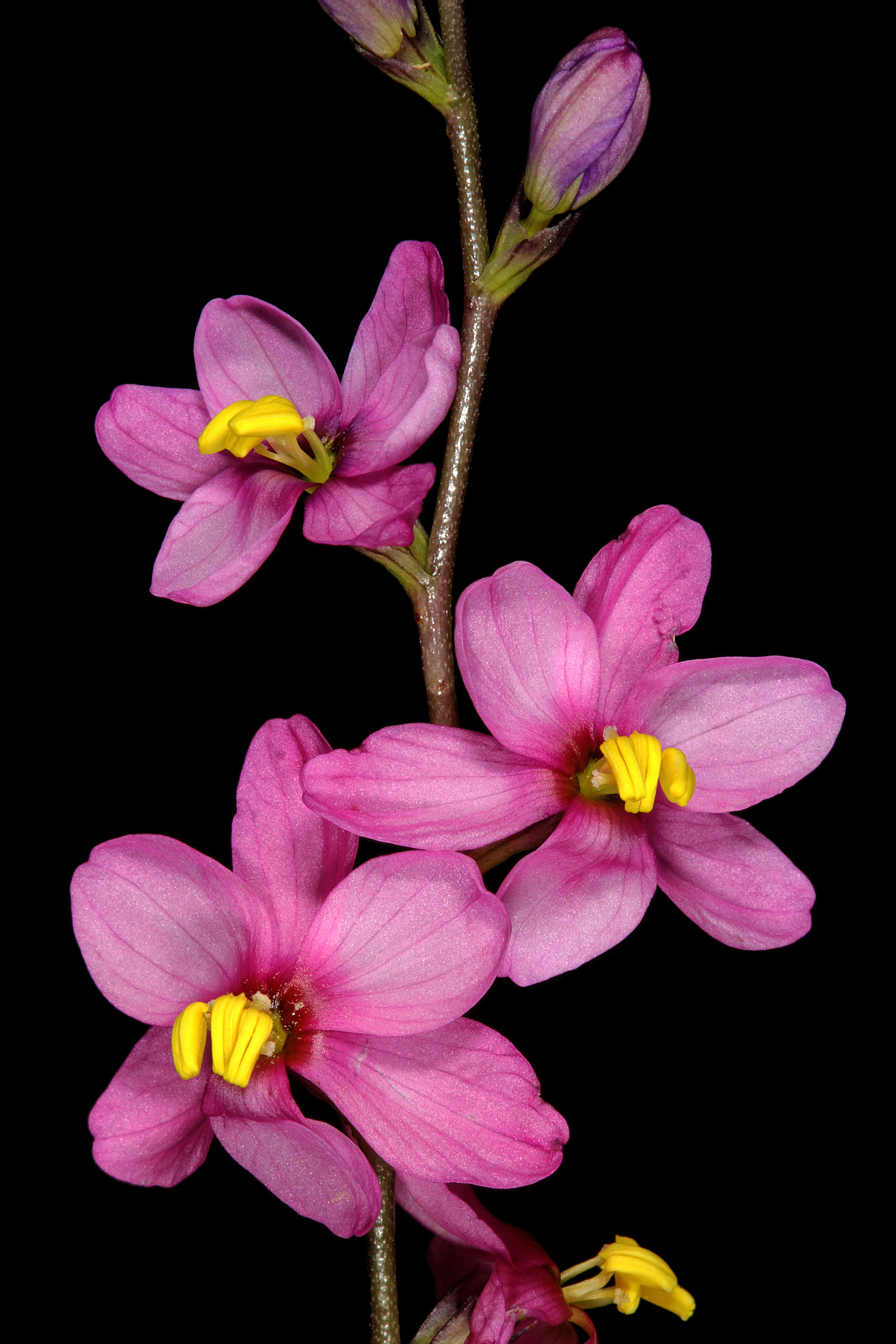 Image de Ixia scillaris L.