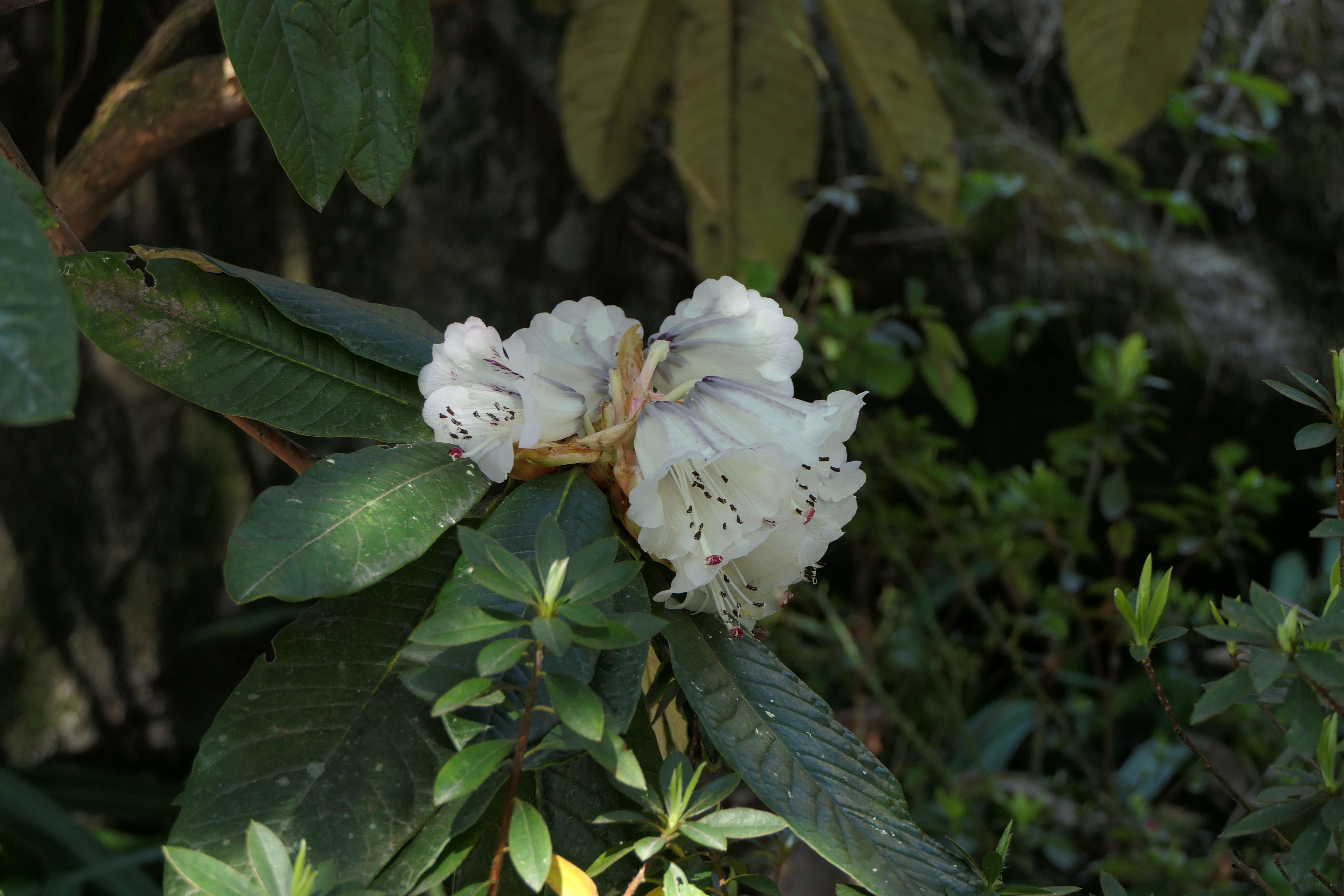 Image of Rhododendron grande Wight