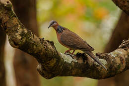 Image of Eastern Spotted Dove